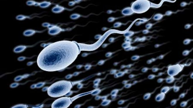increase sperm volume