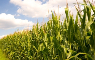 Seralini Calls for Retraction of ‘Biased’ EU Study on GM Maize